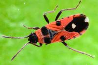 Horvathiolus superbus