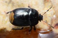 Legnotus limbosus
