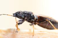 Metopoplax ditomoides