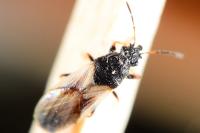 Metopoplax ditomoides