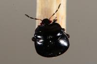 Coptosoma scutellatum