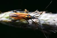 Leptopterna dolabrata