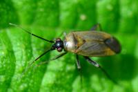 Plagiognathus arbustorum