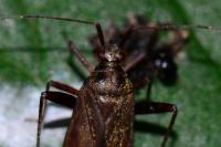 Closterotomus fulvomaculatus