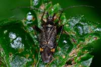 Closterotomus fulvomaculatus