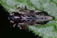 Evacanthus acuminatus