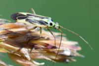 Stenotus binotatus