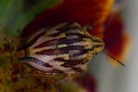 Odontotarsus purpureolineatus
