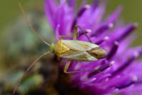 Adelphocoris lineolatus