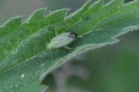 Closterotomus norwegicus