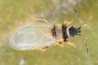 Oxycarenus pallens
