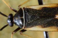 Adelphocoris seticornis