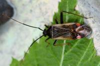 Adelphocoris seticornis