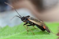 Adelphocoris seticornis