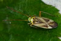 Adelphocoris lineolatus