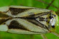 Adelphocoris lineolatus