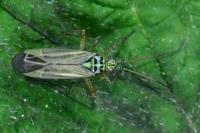 Oncotylus viridiflavus
