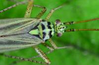 Oncotylus viridiflavus