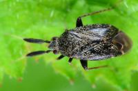 Mesopsallus mali