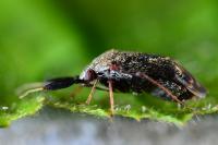 Mesopsallus mali