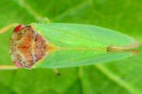 Iassus lanio