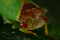 Iassus lanio