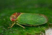 Iassus lanio