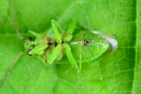 Orthops campestris