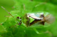 Orthops campestris