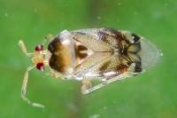 Deraeocoris lutescens