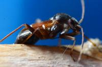 Pilophorus perplexus
