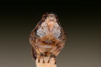 Issus coleoptratus