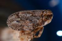 Issus coleoptratus