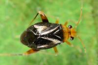 Halticus luteicollis
