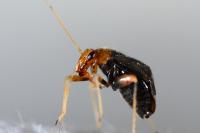 Halticus luteicollis