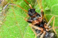 Scolopostethus affinis