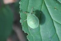 Palomena prasina