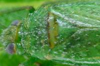 Orthotylus virescens