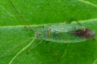 Orthotylus virescens