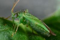 Orthotylus virescens