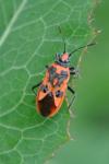 Corizus hyoscyami