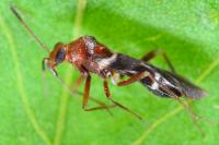 Mimocoris coarctatus