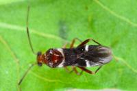 Mimocoris coarctatus