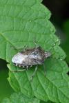Dolycoris baccarum