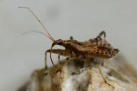Himacerus apterus