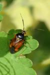 Deraeocoris ruber