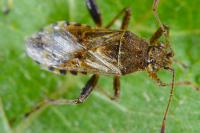 Stictopleurus punctatonervosus