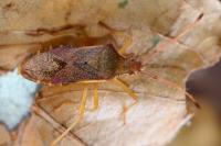 Gonocerus acuteangulatus