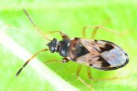 Scolopostethus affinis