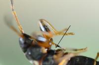 Scolopostethus affinis